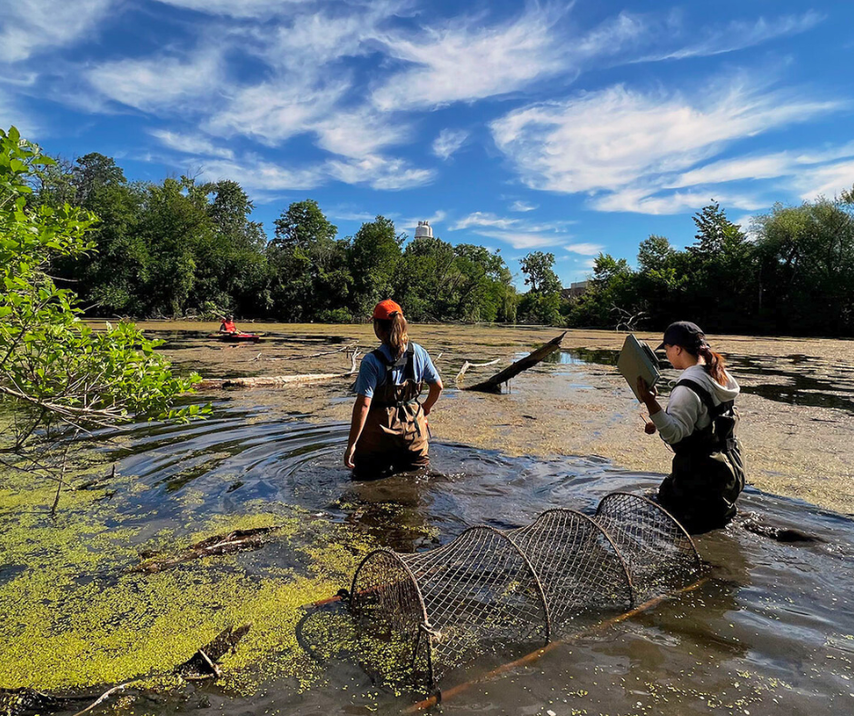 bingo plus rewards points free codes